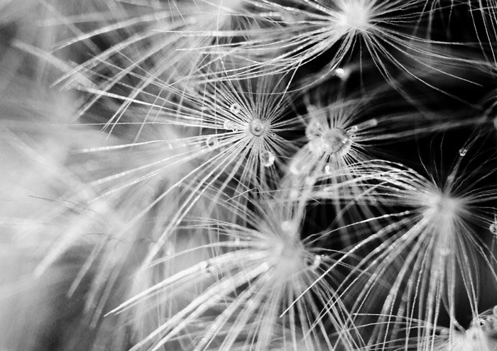 Close up black and white photograph of a plant. Abstract photography ideas.