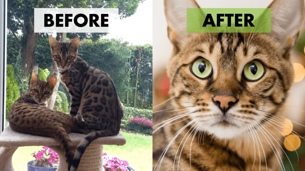 before after cat photography