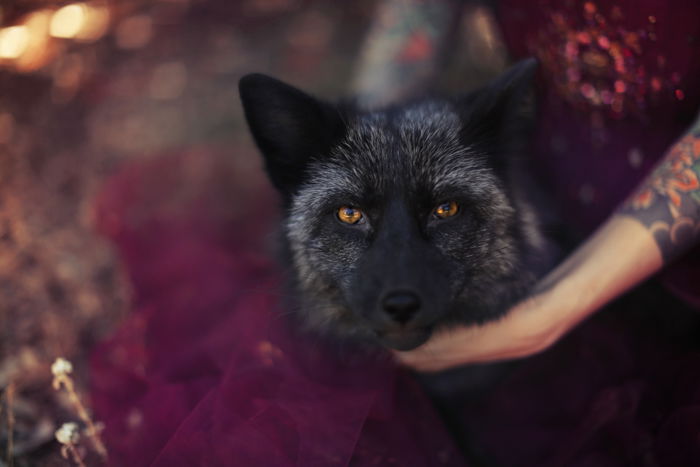 Gothic portrait of a wolf life dog looking at the camera, a girl in purple lace holds his neck with tattooed arms. Improve your photography skills today.