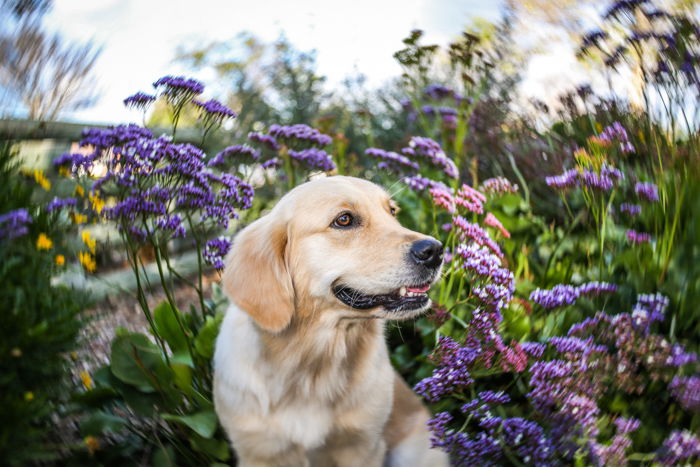 Portrait of a Labrador dog with a blurred background of purple flowers and foliage. with Improve your photography skills today.