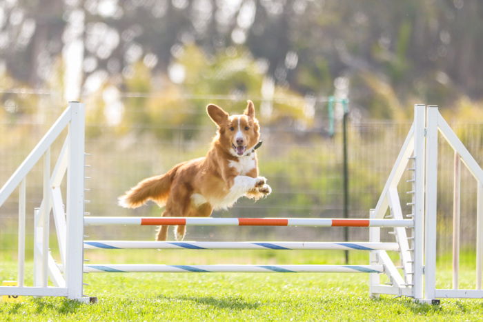  Bright and airy photo of a small brown dog, jumping over an agility jump. Improve your photography skills today