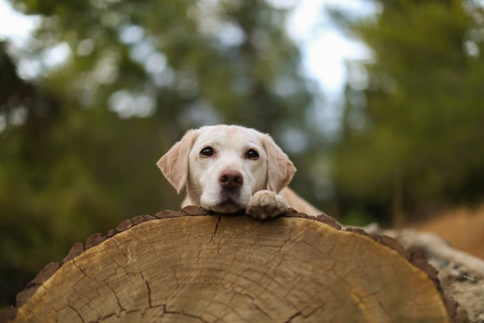 Portrait of a Labrador dog resting on a large log, looking towards the camera. Improve your photography skills today.