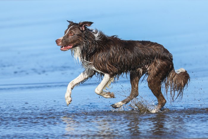  Portrait of a wet brown and white dog on a beach running towards the left of the frame. Improve your photography skills today. 