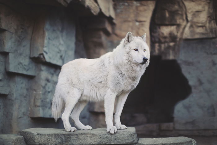 Portrait of an Alaskan tundra wolf, standing proudly on rocks. Improve your photography skills today.