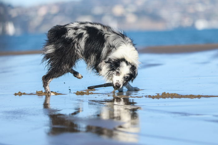 Photo of a wet black and white dog playing on the beach. Improve your photography skills today.