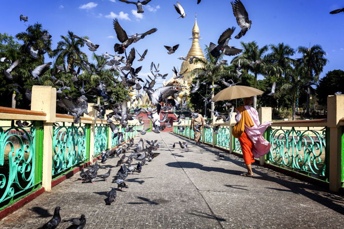 Photo of a woman with umbrella walking over a bridge as pigeons fly up.