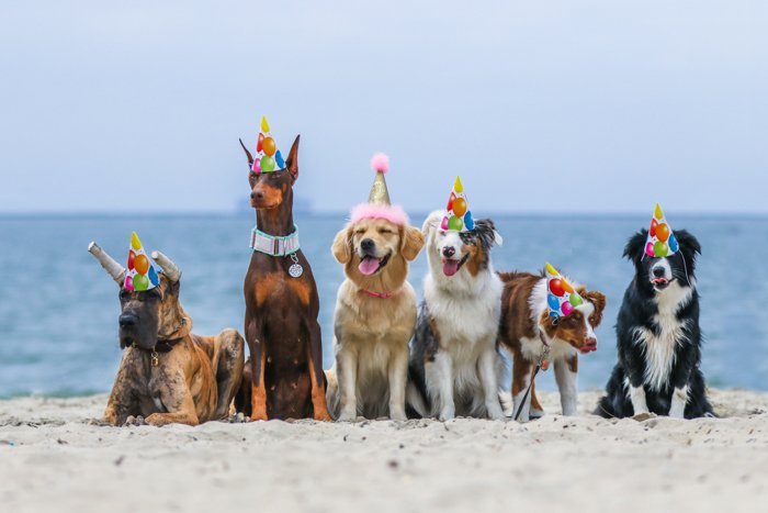 A pet photography portrait of 6 dogs on a beach wearing party hats using a telephoto lens.