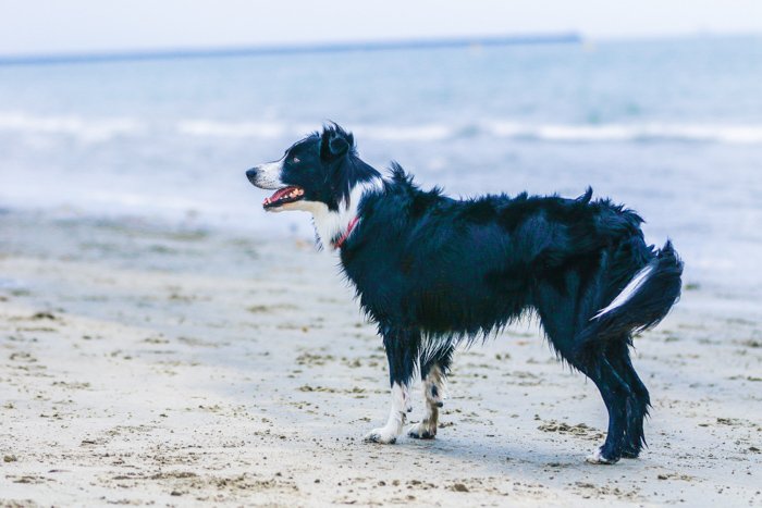 A pet photography portrait of a border collie dog standing on a beach using a telephoto lens.