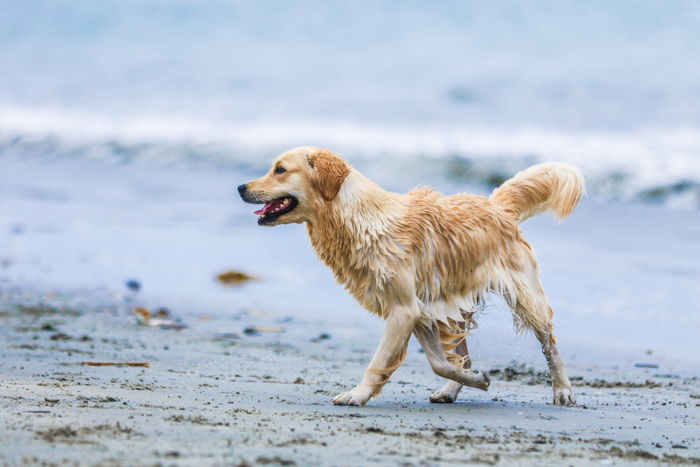 A pet photography portrait of a golden retriever on a beach taken with a telephoto lens