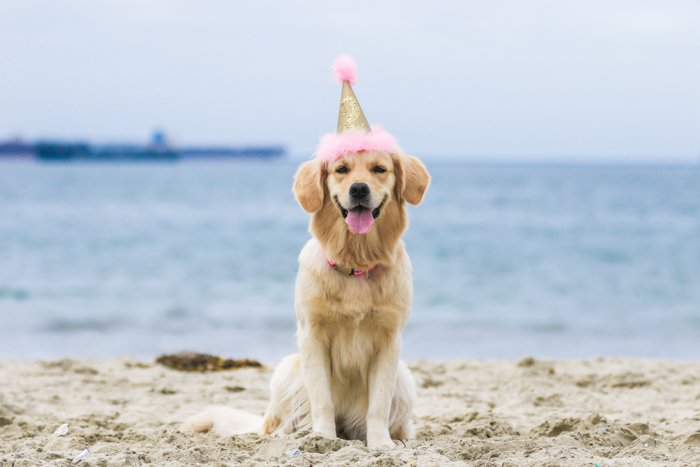A pet photography portrait of a dog on a beach wearing a party hat taken with a zoom lens
