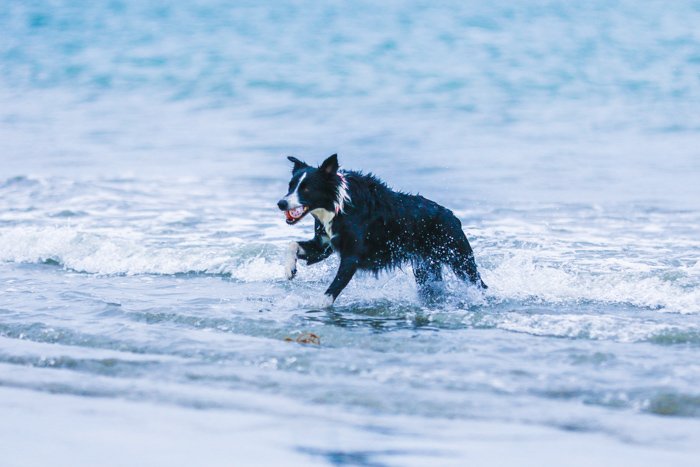 A pet photography portrait of a border collie running through the waves on a beach using a zoom lens.