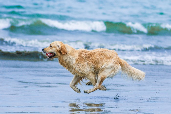 A pet photography portrait of a labrador dog running on a beach using a telephoto lens.
