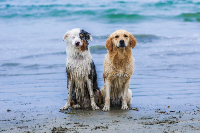 A pet photography portrait of two dogs on a beach using a telephoto lens.