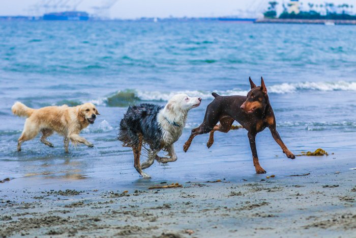 A pet photography portrait of three dogs running and playing on a beach using a telephoto lens.