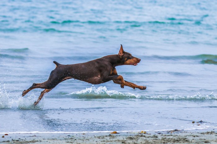 A pet photography portrait of a brown dog running on a beach taken with a telephoto lens