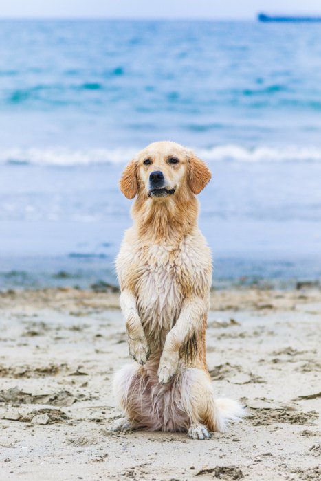 A pet photography portrait of a dog on a beach taken with a zoom lens