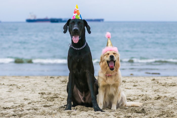 A pet photography portrait of two dogs on a beach wearing party hats using a zoom lens.