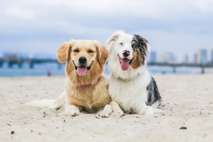 A pet photography portrait of two dogs on a beach using a telephoto lens.