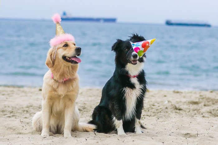 A pet photography portrait of two dogs on a beach wearing party hats taken with a zoom lens