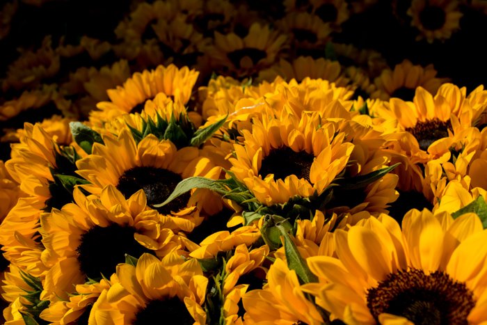 Yellow sunflowers for sale at the market. Documentary photography.