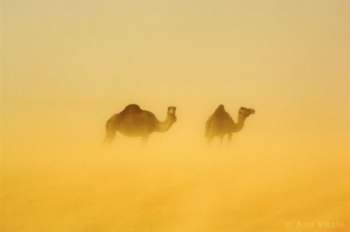 Atmospheric ghostly image of 2 camels by Ami Vitale. 