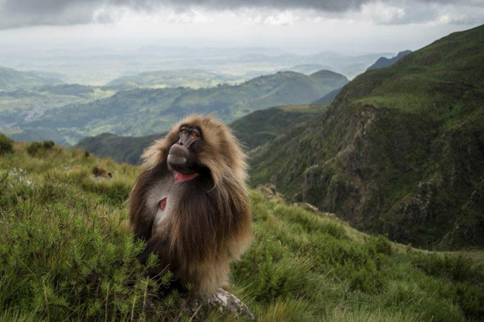 Portrait of a Gelado monkey in a luscious mountainous landscape in Ethiopia by Jeff Kirby. 