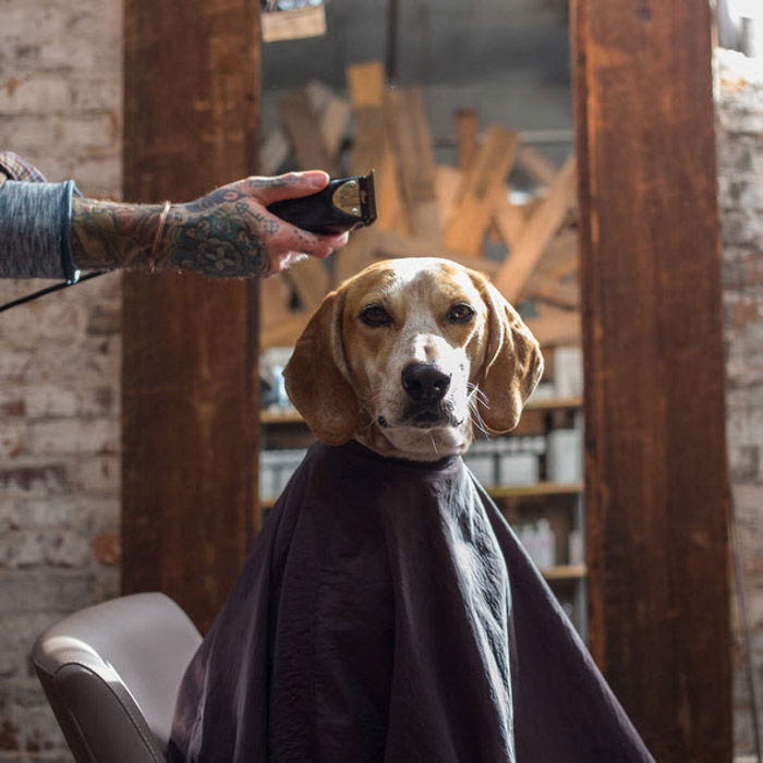  A dog ready for a haircut by Theron Humphrey. 