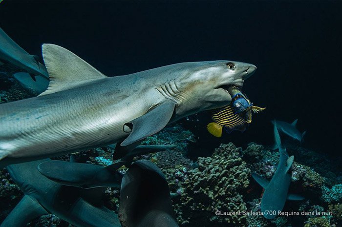 Laurent Ballesta underwater photograph of a shark eating a fish. Famous photographers to follow online