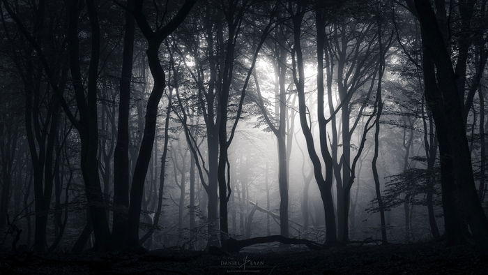 Black and white photograph of a forest. Fine art landscape photography.