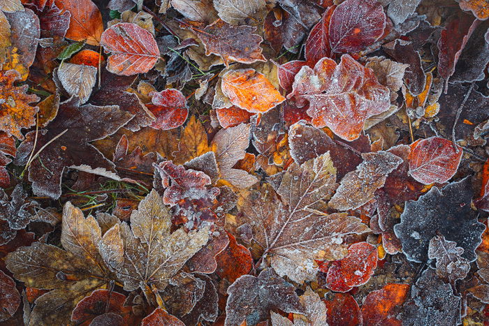 An overhead fine art landscape photography shot of icy leaves on a forest floor.