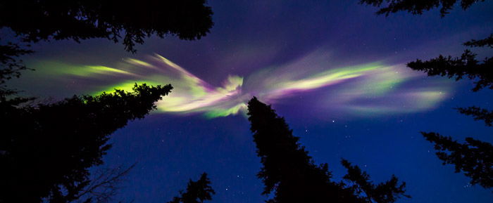 Straight up view of the northern lights between silhouettes of trees.