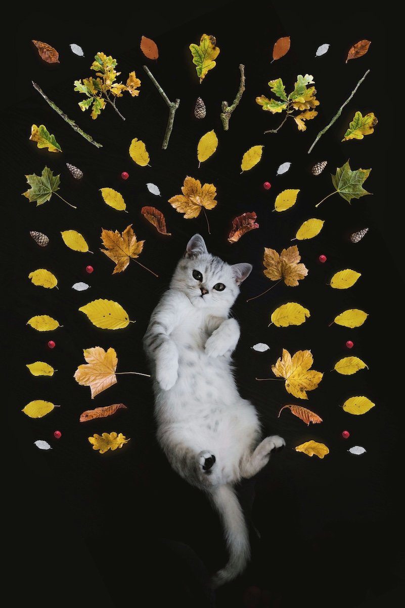 A cat laying on a black table with colorful autumn leaves around it