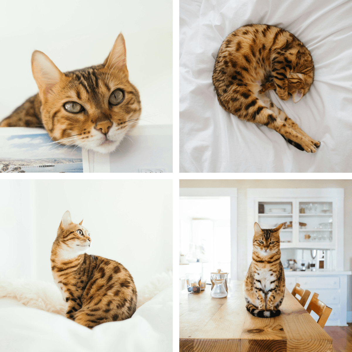 Collage of an orange tabby in four different poses as an example for pet portraits