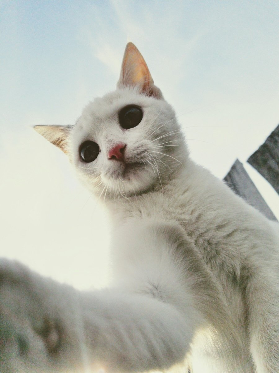 A cat selfie as an example for pet portraits