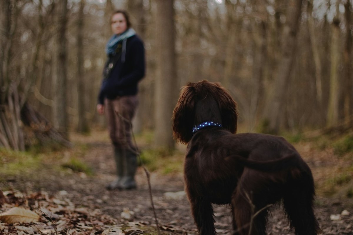 A dog looking at an owner on a walk from its point of view as an example for pet portraits