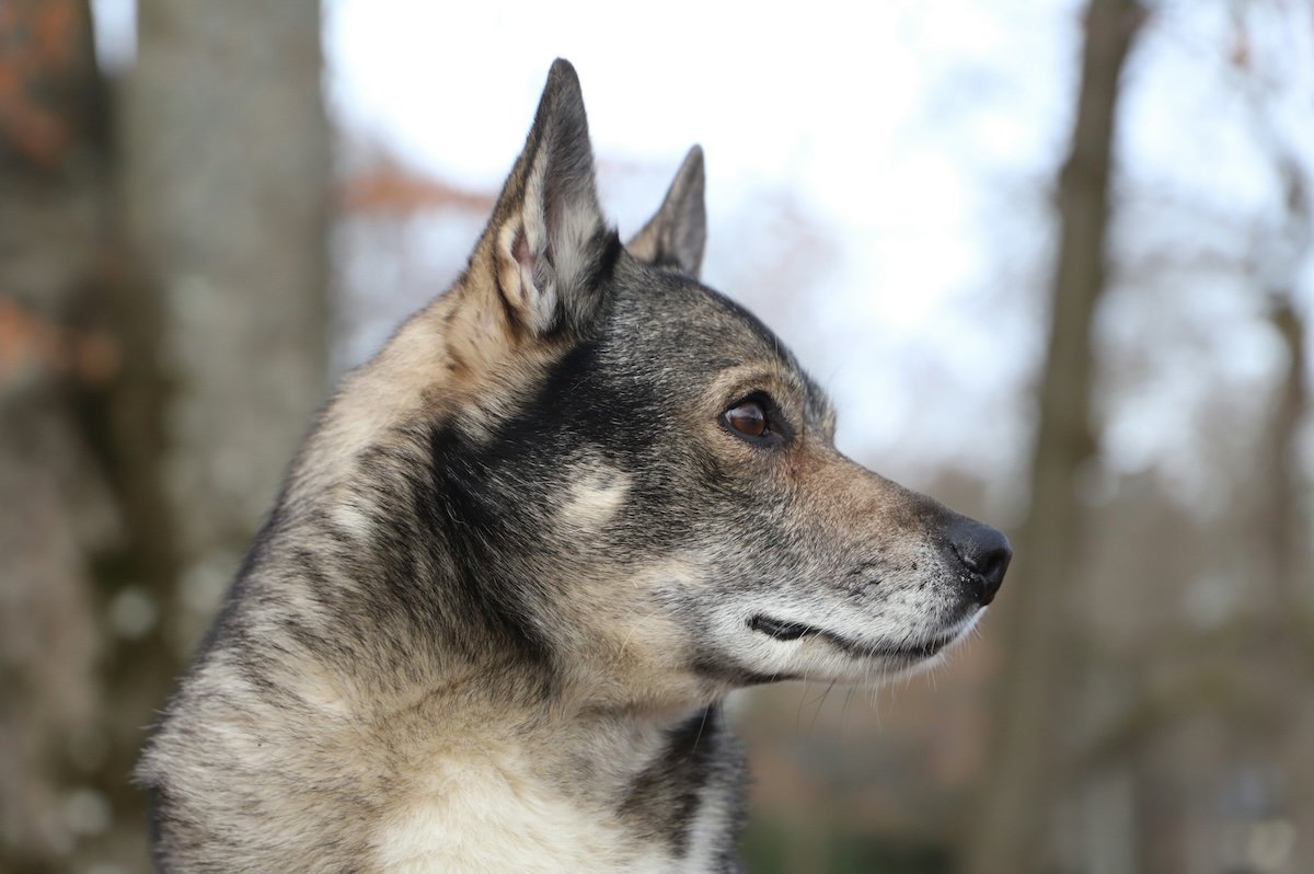 Side profile of a German sheperd as an example for pet portraits