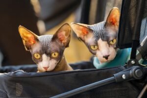 Two hairless cats in a handbag as an example for pet portraits