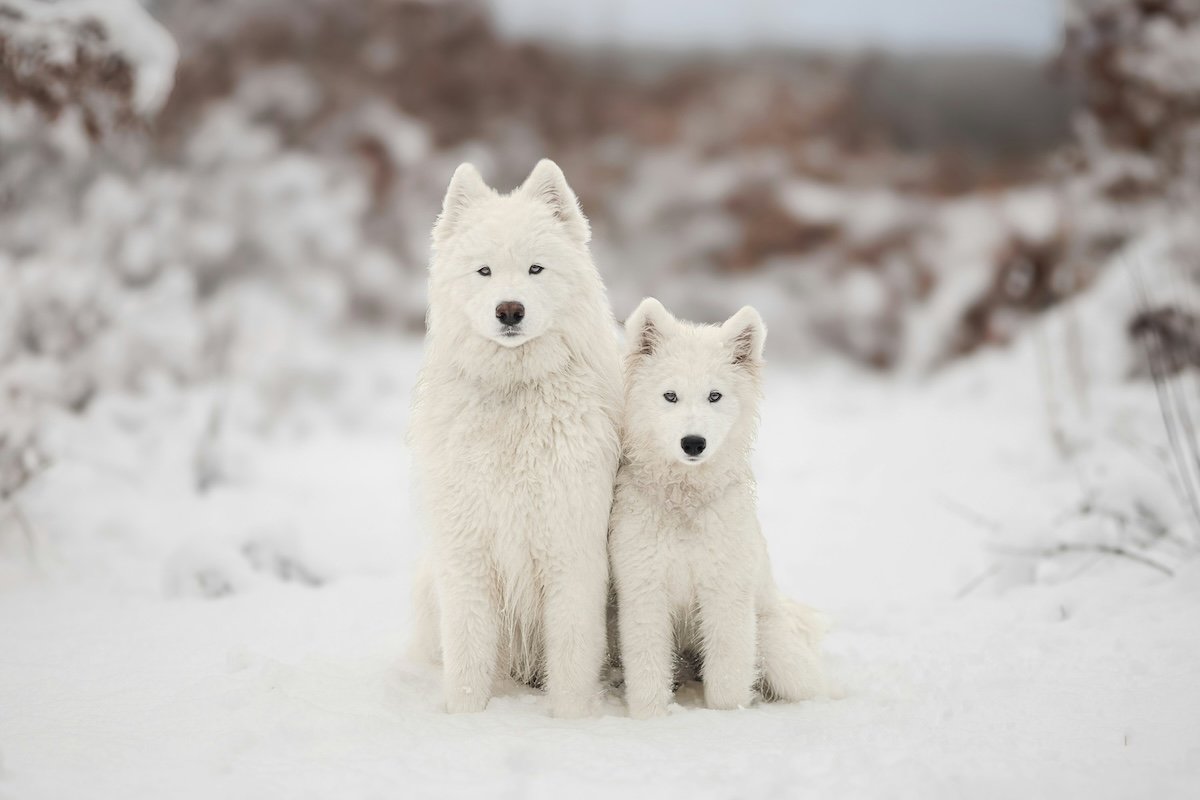 Two white dogs standing in snow as an example for pet potrtraits