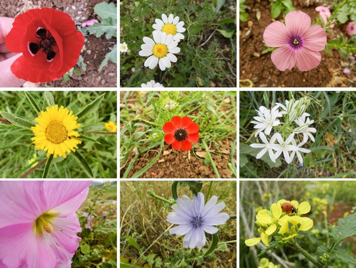 9 photograph grid showing close ups of different flowers, taken with a compact camera (Nikon Coolpix P500)
