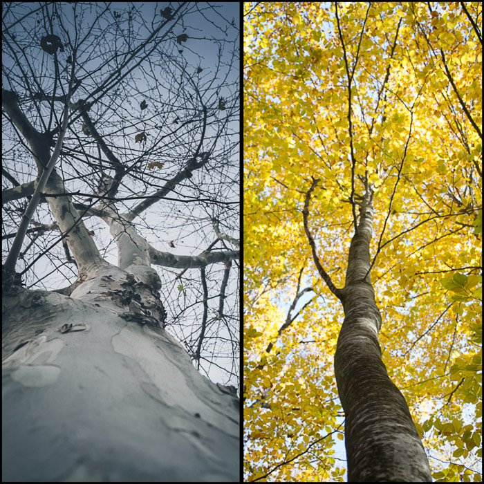 Diptych photo collage showing different images of a tree shot from underneath - this photographer chooses the theme of trees for the photo walk
