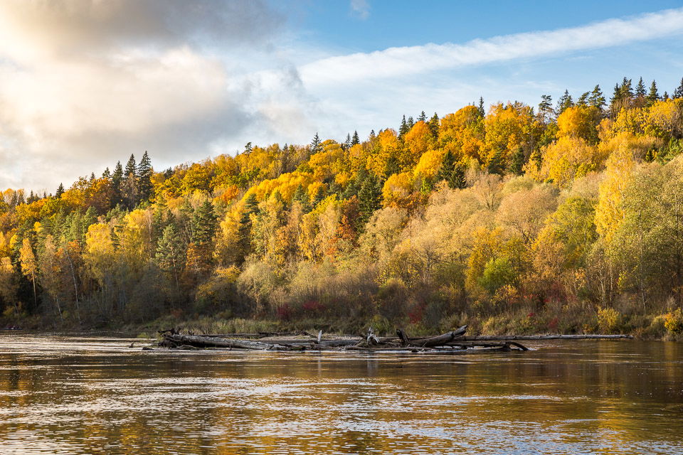 yellow autumn trees at a riverbank with blue skies