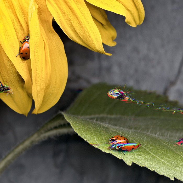An interesting scanography arrangement of a yellow flower and leaf with live ladybirds