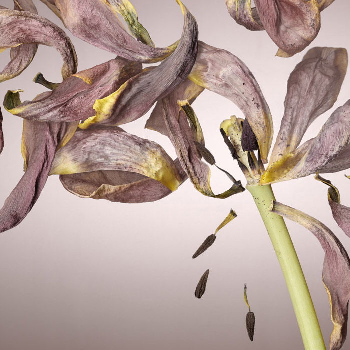 Beautiful scanography shot of a light pink flower, its petals broken off and seeds falling from the centre