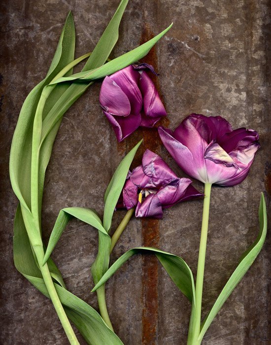 3 purple tulips captured by being placed on a flatbed scanner