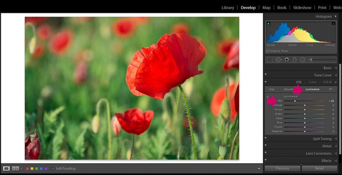 Screenshot of Adobe Lightroom editing flower photography - Lightroom editing view - luminance