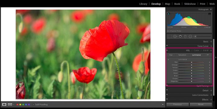 Screenshot of Adobe Lightroom editing flower photography - Lightroom editing color tips