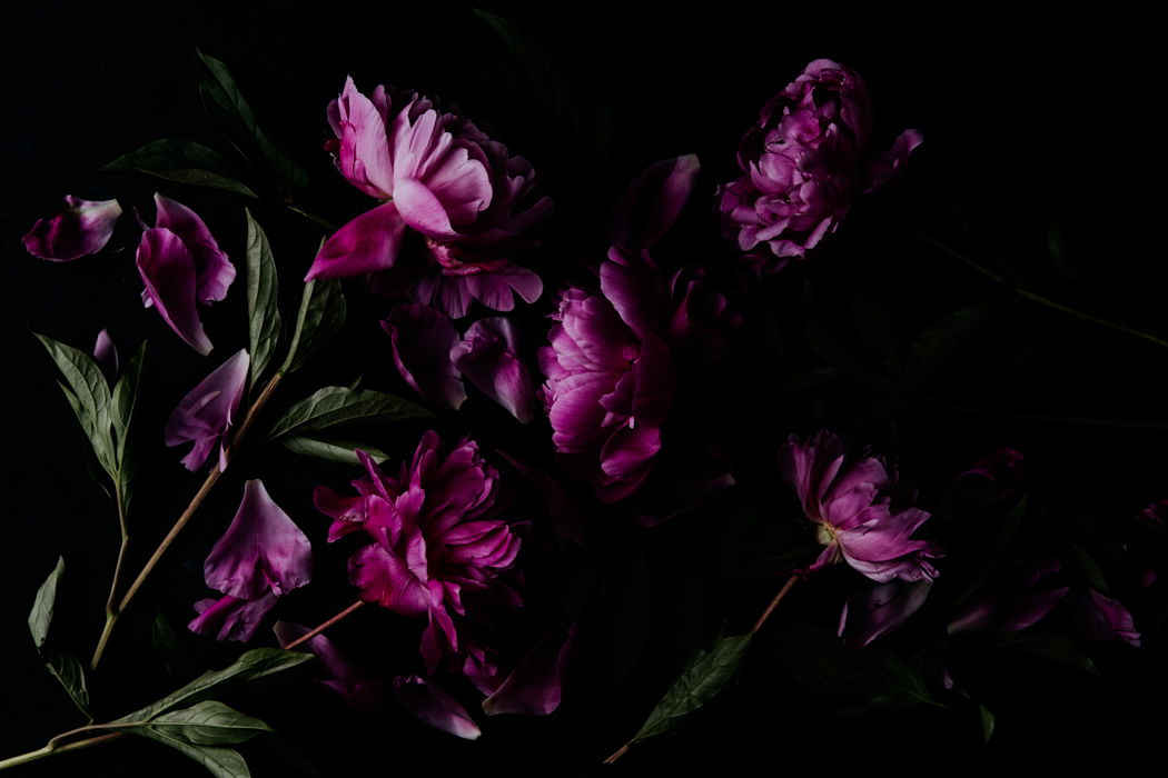How to Shoot Moody Photography of Flowers (Dark Image Tips)