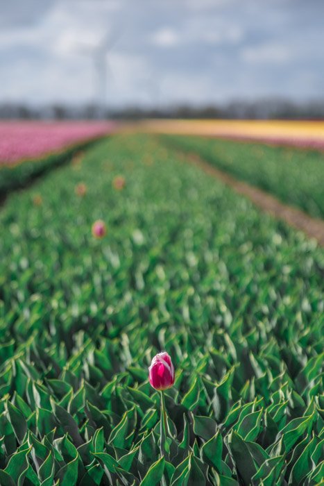 A tulip in the foreground of a large field - Focal Weight Balance