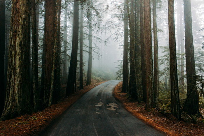 A bleak and atmospheric looking road through a forest