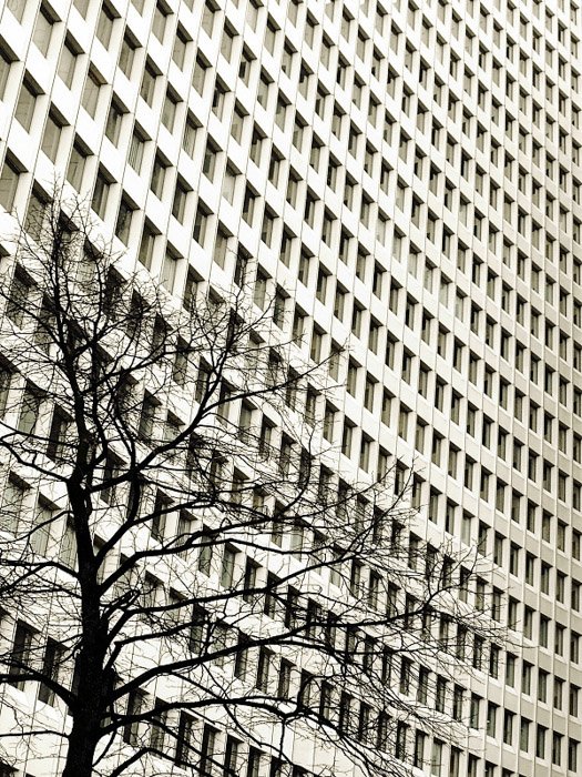 A tree in the foreground of a large multi windowed building demonstrating conceptual weight balance in photography